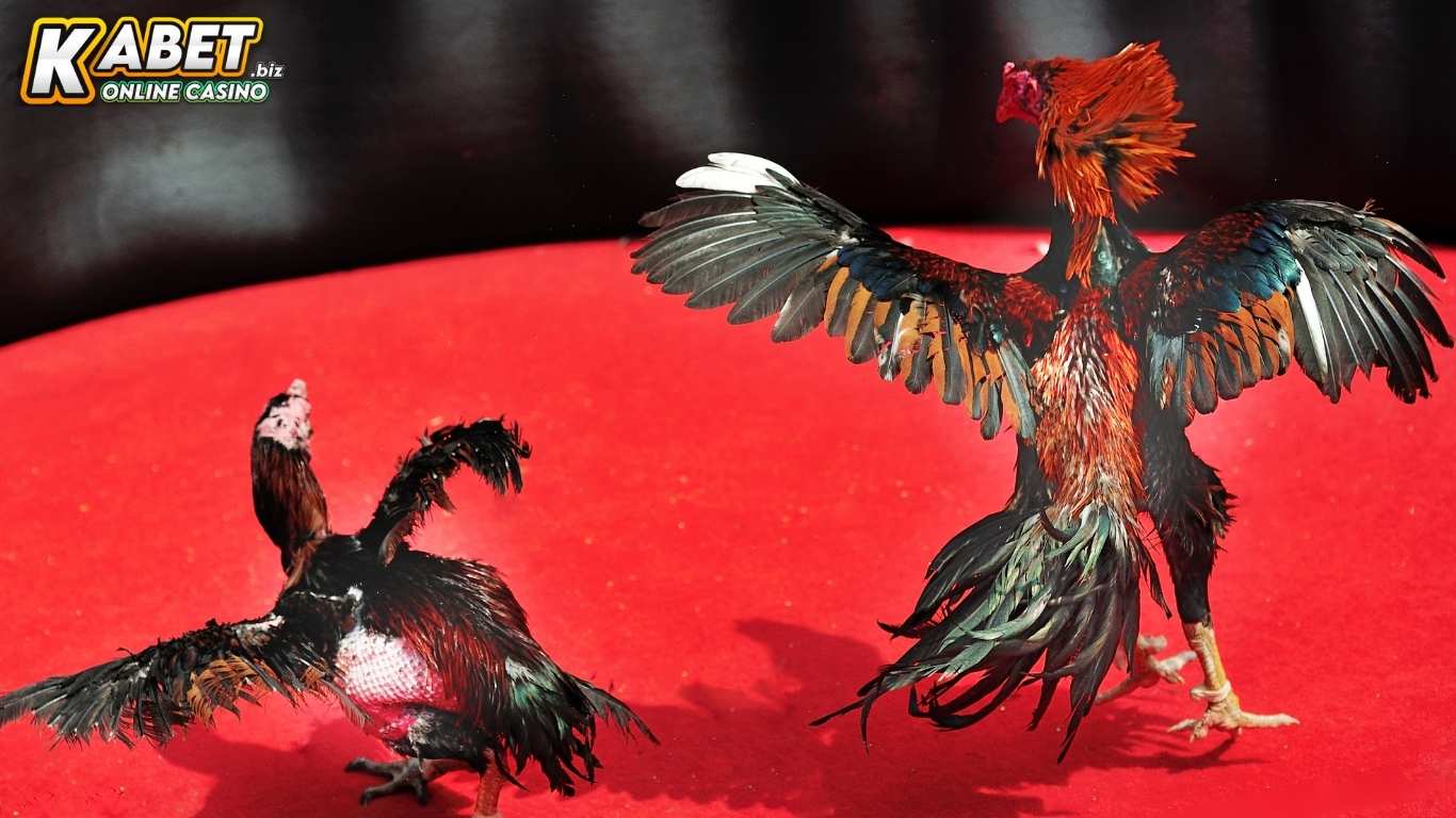 Khám phá luật chơi đá gà cựa sắt Kabet cho newbie