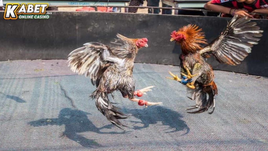 Đá Gà Cựa Sắt – Đắm Chìm Trong Những Cú Tung Cước Cực Đỉnh