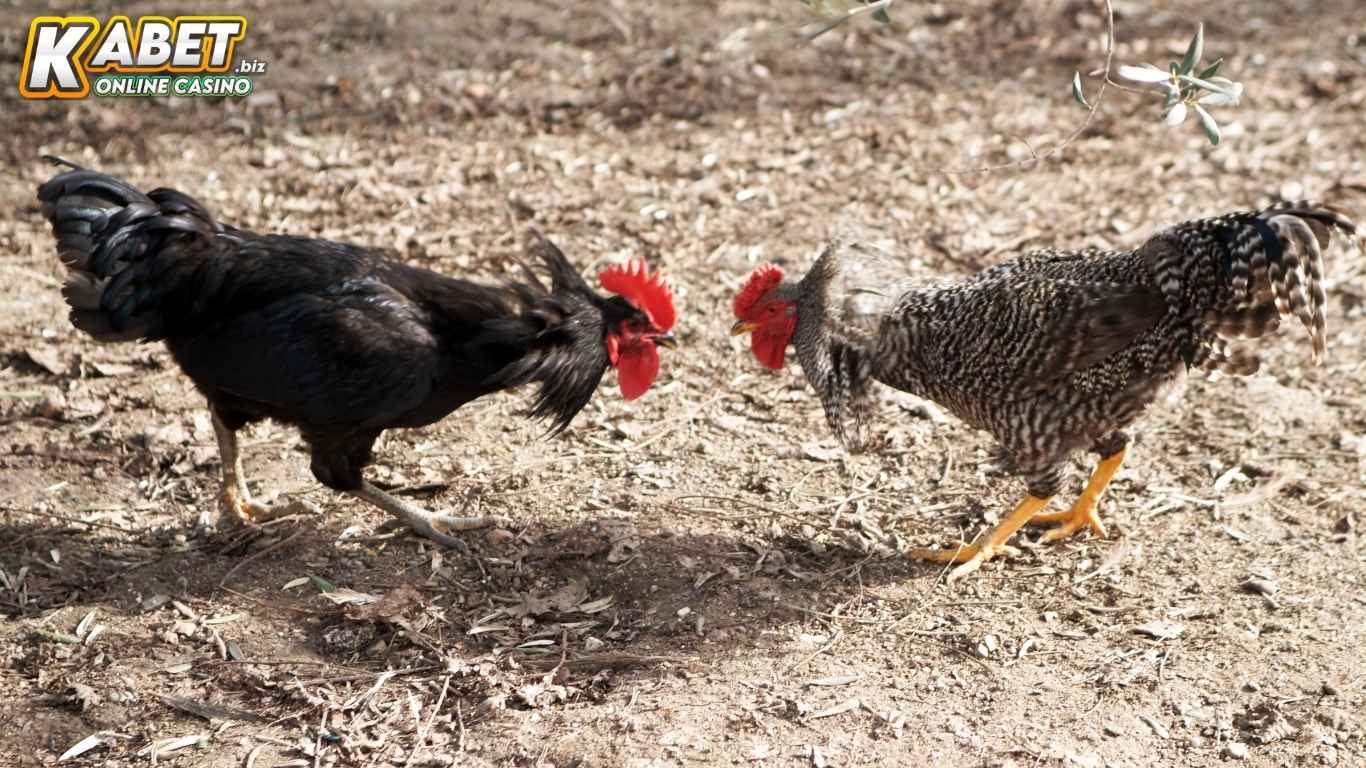 Bí kíp chinh phục đá gà cựa sắt tại Kabet rinh thưởng khủng