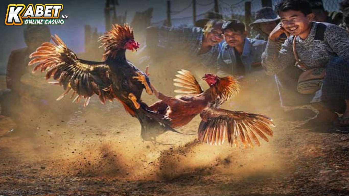 Khám phá những ưu điểm nổi bật của sảnh đá gà GA28