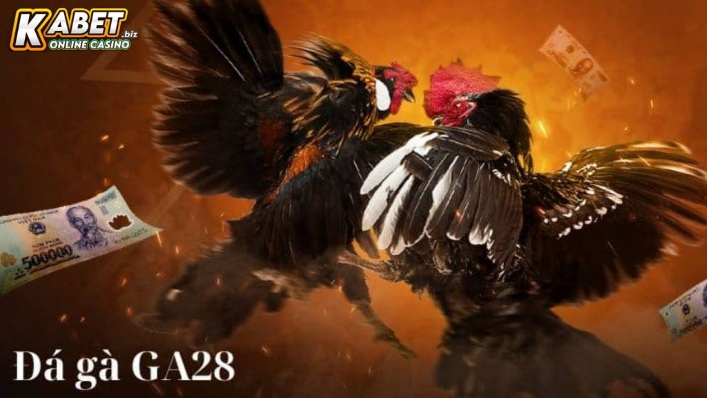 Tìm hiểu sơ lược về đá gà GA28 Kabet