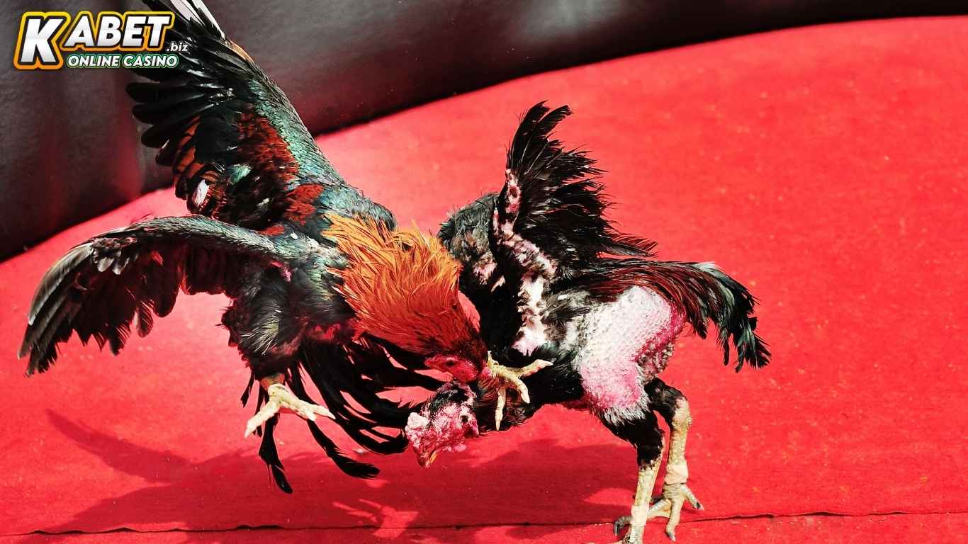 Các sản phẩm đá gà GA28 Kabet hấp dẫn nhất hiện nay